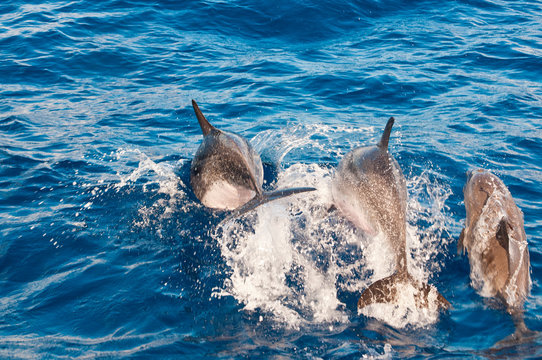 25,000 BEST Dolphin Jumping IMAGES, STOCK PHOTOS & VECTORS | Adobe Stock