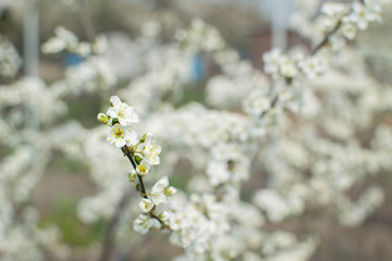blooming tree in spring
