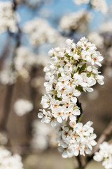 White peach blossom in spring for background or copy space for text. Abstract spring seasonal background with white flowers. 