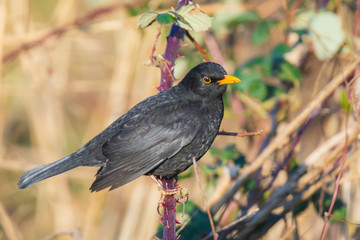 Closeup of a Blackbird (turdus merula) perched in a tree