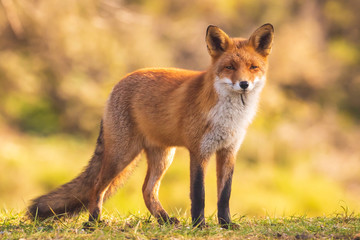 Wild red fox vulpes vulpes - obrazy, fototapety, plakaty