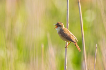 Fototapeta premium Eurasian reed warbler Acrocephalus scirpaceus bird singing in reeds during sunrise.