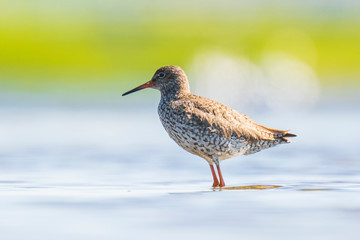 common redshank tringa totanus wading bird