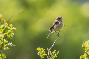 Stonechat chick, Saxicola rubicola, perching