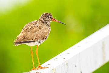 common redshank (tringa totanus) in farmland