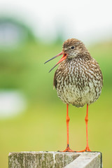 common redshank (tringa totanus) in farmland