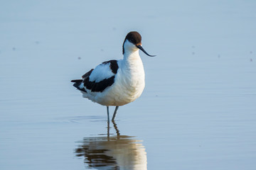 Close-up of a Pied Avocet, Recurvirostra avosetta, standing in the water