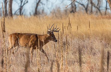 Whitetail Deer Buck During the Fall Rut in Colorado