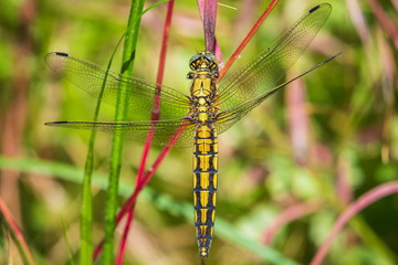 Female Black-tailed skimmer, Orthetrum cancellatum, closeup