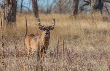 Naklejka na ściany i meble Whitetail Deer Buck During the Fall Rut in Colorado