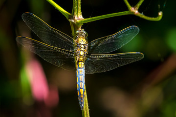 Female Black-tailed skimmer, Orthetrum cancellatum, closeup