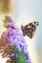 Red Admiral butterfly, Vanessa atalanta, feeding nectar from a purple butterfly-bush in garden.