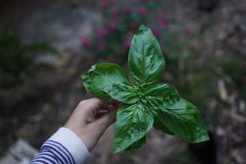 basil plant in woman hand