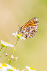 Melitaea deione provençal fritillary butterfly