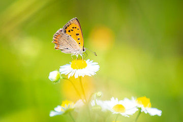 Small or common copper butterfly lycaena phlaeas closeup
