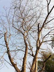 tree branches against blue sky