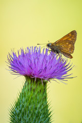 large skipper Ochlodes sylvanus butterfly feeding