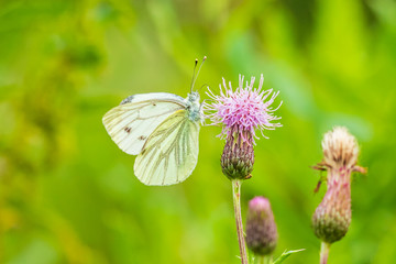 Pieris rapae small white butterfly pollinating on pink purple flowers