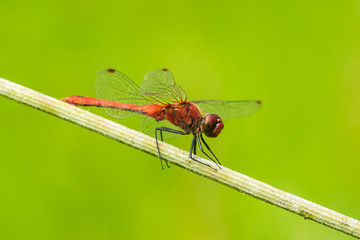 Sympetrum sanguineum Ruddy darter male dragonfly red colored body