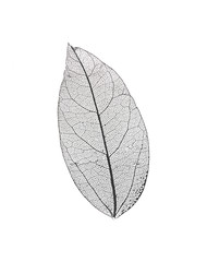 black transparent leaves isolated on white background