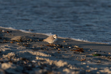 Alert Piping Plover foraging
