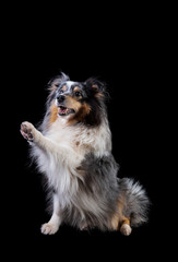 sheltie. vertical photo of a Scottish shepherd on a black background. studio shooting. one animal is sitting on its hind legs