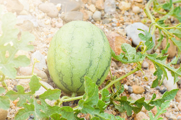 Fresh green watermelon growth on pebble stones