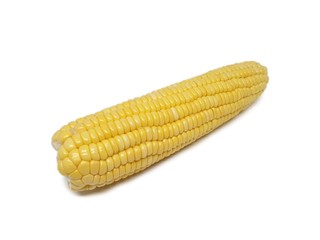 Raw sweet corn with white background