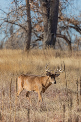 Whitetail Deer Buck During the Fall Rut in Colorado