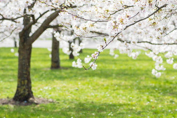 Sakura. Blooming, flowering, from bud to flower. First blossom buds and flowers in the spring. The coming of spring, the awakening of nature, the first flowers, buds, leaves and green grass