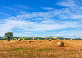 Field of golden hay bales under blue summer sky. Landscape of round hay stacks, agricultural farmland harvest during summer season in Ireland