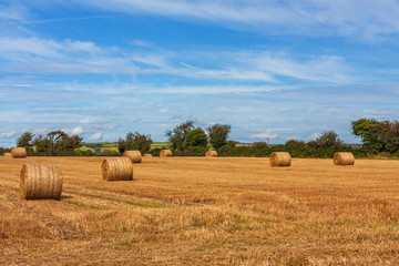 Field of golden hay stacks under blue summer sky. Landscape of round hay bales, agricultural harvest during summer in Ireland