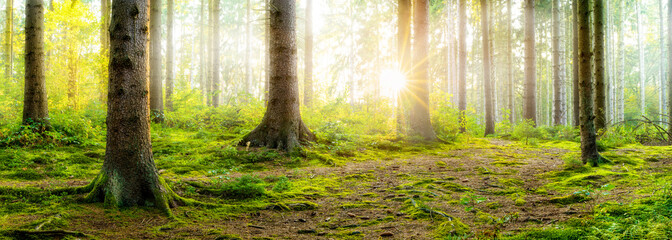 Sunrise in a foggy forest with bright sun shining through the trees