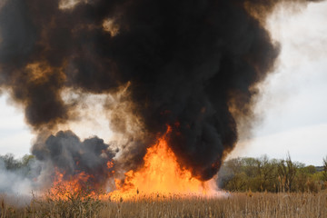 Raging forest spring fires. Burning dry grass, reed along lake. Grass is burning in meadow. Ecological catastrophy. Fire and smoke destroy all life. Firefighters extinguish Big fire. Lot of smoke