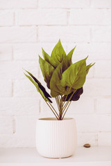 Green plant on white wall background