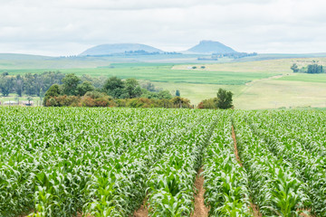 Fototapeta na wymiar Maize, mielie, corn crop in rows on a farm in South Africa