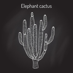 Naklejka premium Elephant cactus Pachycereus pringlei , medicinal plant
