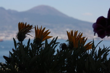 Flowers in font of the Vesuvio in Naples 