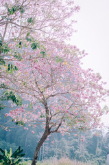 pink cherry blossom in thailand