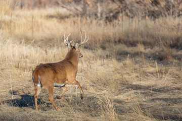 Whitetail Deer Buck During the Fall Rut in Colorado