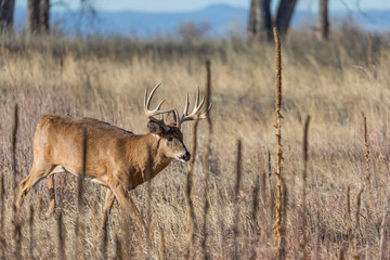 Whitetail Deer Buck During the Fall Rut in Colorado