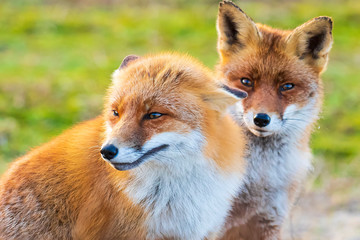 Two wild red foxes, vulpes vulpes, fighting