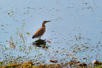Indian pond heron or paddybird (Ardeola grayii) in a lake. Ranthambore national park, Rajasthan, India
