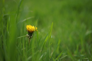 Fototapeta premium Lovely yellow dandelion growing in fresh green grass, side view.