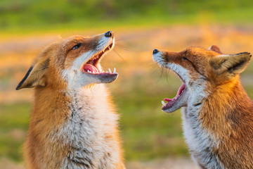 Two wild red foxes, vulpes vulpes, fighting