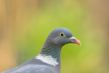 Ringeltaube Portrait