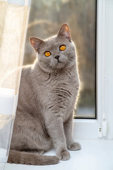 Beautiful British grey cat with orange eyes sitting on a windowsill