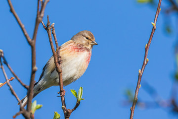 Linnet bird male, Carduelis cannabina with red breast singing