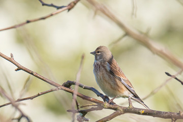 Linnet bird female, Carduelis cannabina singing