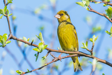 Greenfinch Chloris chloris male bird singing